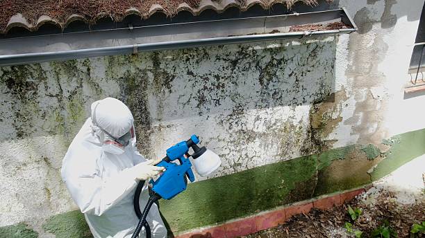 Trusted Attic Mold Removal service in Wheaton, MD - Cheap Mold Removal
